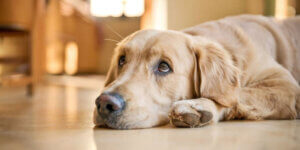 A golden retriever lies on the floor with a calm, slightly sad expression, gazing into the distance.